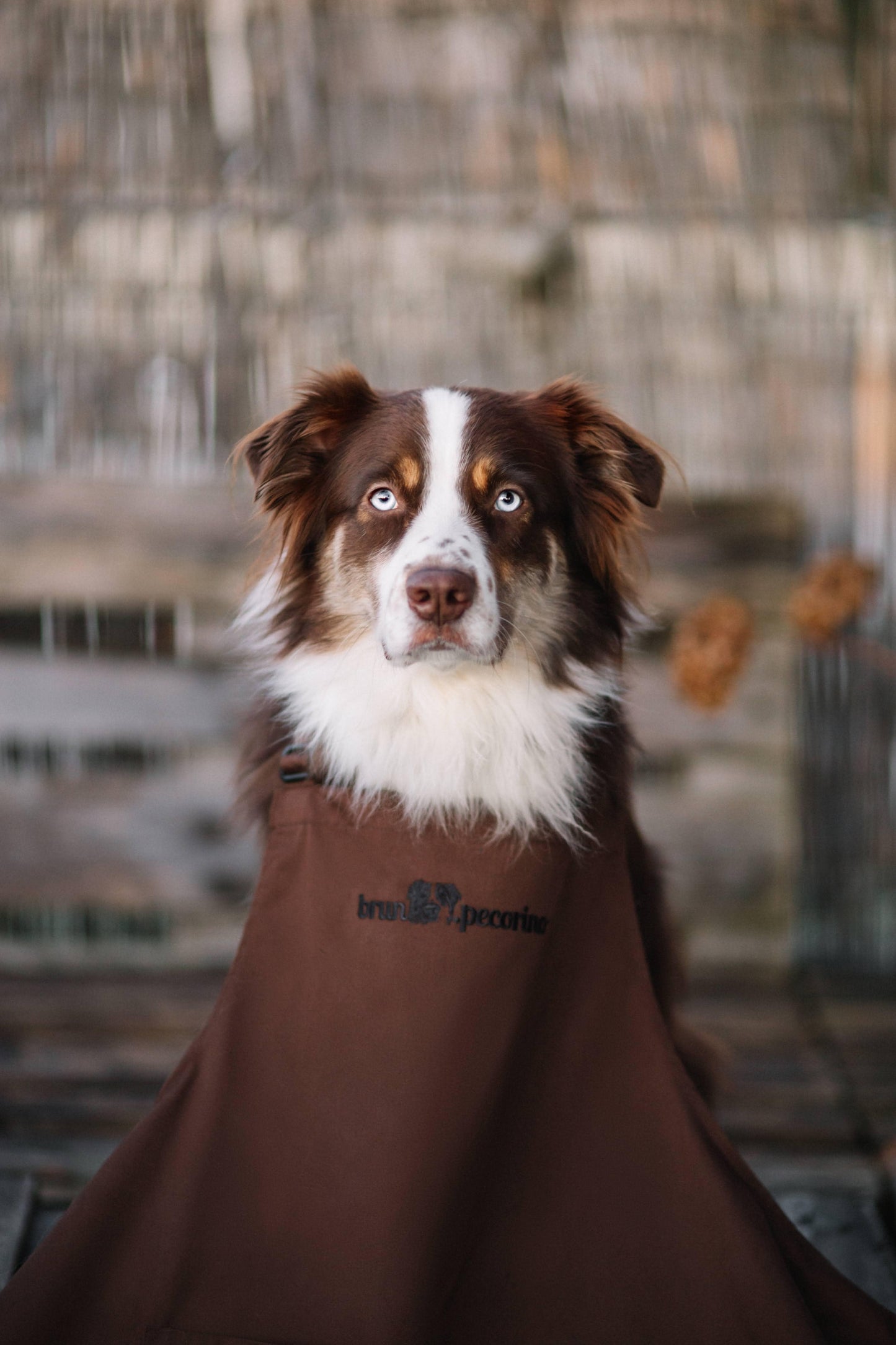 bruno.pecorino Premium Schürze (Erst-Edition)